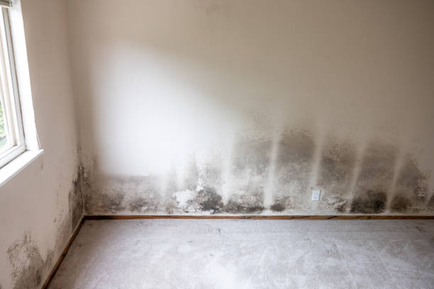 Best Mold Remediation for Healthcare Facilities  in USA